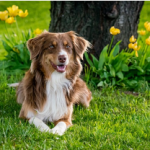 Dog Poop Pickup in Ortonville Michigan