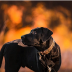 Dog Poop Pickup in Ortonville Michigan