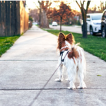 Dog Poop Pickup in Ortonville Michigan