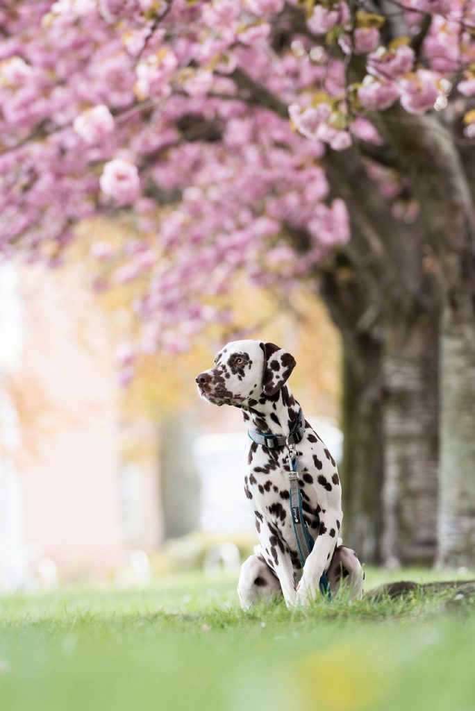 Dog Poop Pickup in Ortonville Michigan