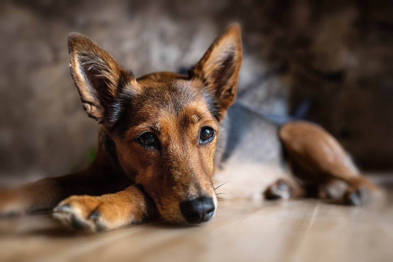 Dog Poop Pickup in Southfield Michigan