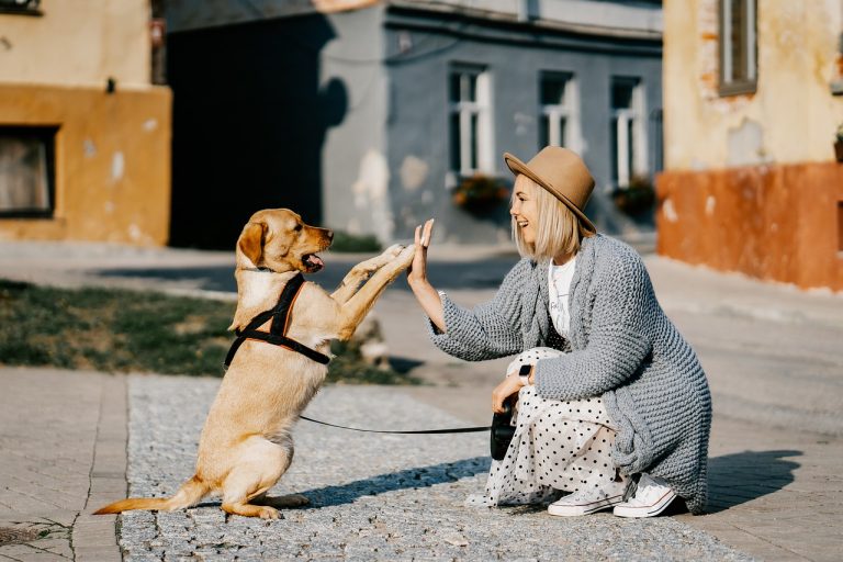 Dog Poop Pickup in Ortonville Michigan